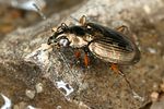 bembidion-velox3-foto-koehler