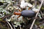 brachinus-crepitans-foto-hall
