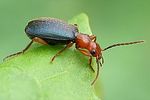 brachinus-crepitans-foto-wmueller