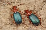 brachinus-crepitans-paar-foto-koehler