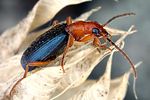 brachinus-crepitans2-foto-dvorak