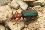 brachinus-crepitans2-foto-koehler