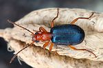 brachinus-crepitans3-foto-dvorak