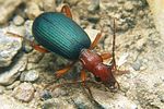 brachinus-crepitans3-foto-koehler