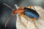 brachinus-crepitans4-foto-dvorak