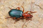 brachinus-crepitans4-foto-koehler