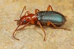 brachinus-crepitans5-foto-koehler