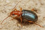 brachinus-explodens-foto-koehler