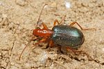 brachinus-explodens2-foto-koehler