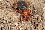 brachinus-explodens4-foto-koehler