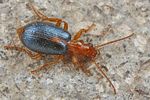 brachinus-sclopeta-foto-fjkoehler