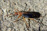 brachinus-sclopeta-foto-martinez