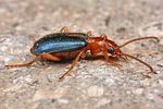 brachinus-sclopeta2-foto-fjkoehler