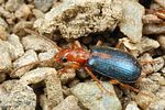 brachinus-sclopeta3-foto-fjkoehler