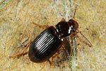 bradycellus-harpalinus-foto-altmann