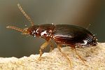 bradycellus-harpalinus-foto-dvorak