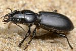 broscus-cephalotes-foto-hall