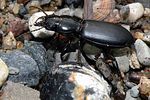 broscus-cephalotes-foto-haye