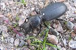 broscus-cephalotes-foto-tanner