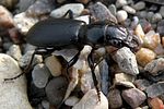 broscus-cephalotes2-foto-haye