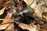 calosoma-inquisitor-foto-bittner