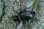 calosoma-inquisitor-foto-fransen