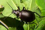 calosoma-inquisitor-foto-koehler