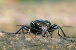 calosoma-inquisitor-foto-swadzba