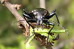 calosoma-inquisitor-foto-wmueller