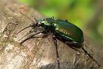 calosoma-inquisitor-green-foto-koehler