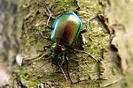 calosoma-inquisitor-green2-foto-koehler