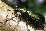 calosoma-inquisitor-green3-foto-koehler