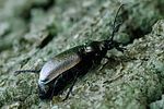 calosoma-inquisitor2-foto-fransen