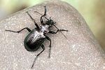 calosoma-inquisitor2-foto-swadzba