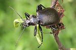 calosoma-inquisitor2-foto-wmueller
