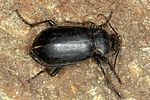 calosoma-maderae-foto-altmann