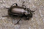 calosoma-maderae-foto-funk