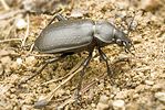calosoma-maderae-foto-gebert