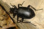 calosoma-maderae-foto-jacinto