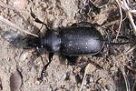 calosoma-maderae2-foto-eokrueger
