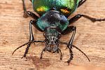 calosoma-sycophanta-detail-foto-koehler