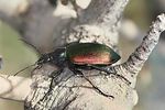 calosoma-sycophanta-foto-forst