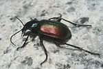 calosoma-sycophanta-foto-gillett