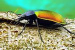 calosoma-sycophanta-foto-krejcik