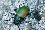 calosoma-sycophanta-foto-leo