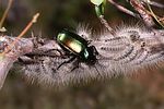 calosoma-sycophanta-foto-rodenkirchen