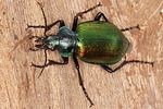 calosoma-sycophanta2-foto-koehler