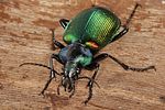 calosoma-sycophanta3-foto-koehler