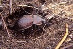 carabus-alpestris-female-foto-koehler