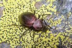 carabus-alpestris-female2-foto-koehler